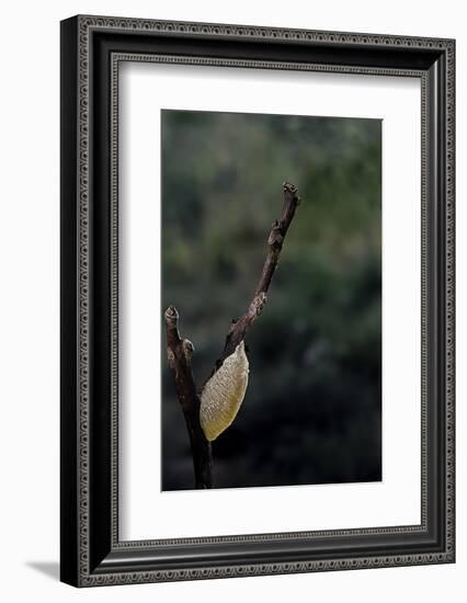 Mantis Religiosa (Praying Mantis) - Recently Laid Ootheca-Paul Starosta-Framed Photographic Print