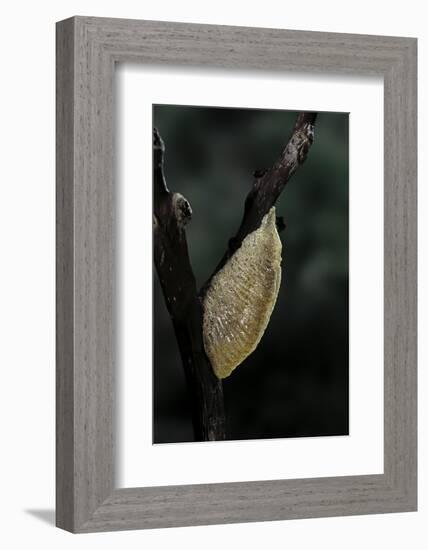 Mantis Religiosa (Praying Mantis) - Recently Laid Ootheca-Paul Starosta-Framed Photographic Print