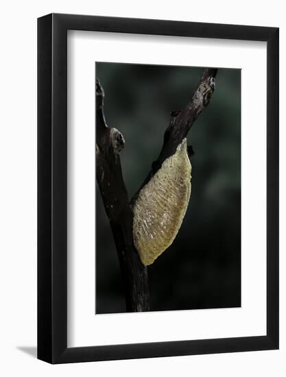 Mantis Religiosa (Praying Mantis) - Recently Laid Ootheca-Paul Starosta-Framed Photographic Print