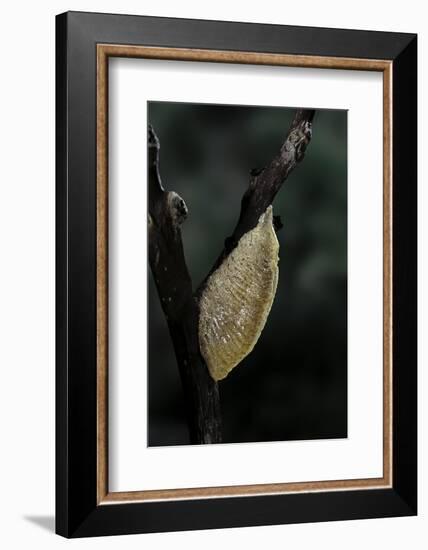 Mantis Religiosa (Praying Mantis) - Recently Laid Ootheca-Paul Starosta-Framed Photographic Print