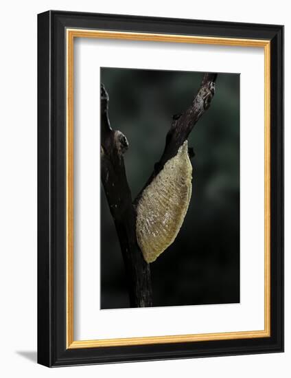 Mantis Religiosa (Praying Mantis) - Recently Laid Ootheca-Paul Starosta-Framed Photographic Print