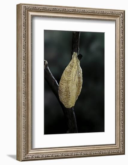 Mantis Religiosa (Praying Mantis) - Recently Laid Ootheca-Paul Starosta-Framed Photographic Print