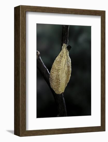 Mantis Religiosa (Praying Mantis) - Recently Laid Ootheca-Paul Starosta-Framed Photographic Print