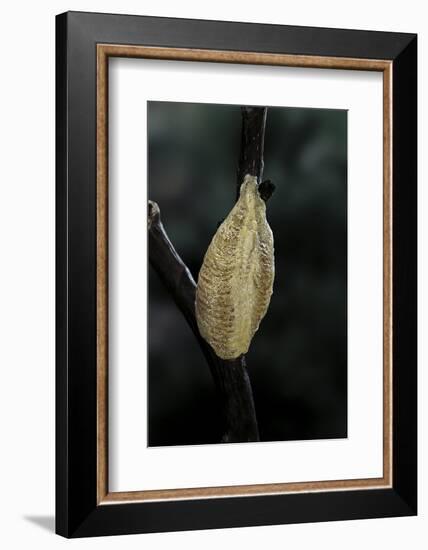 Mantis Religiosa (Praying Mantis) - Recently Laid Ootheca-Paul Starosta-Framed Photographic Print
