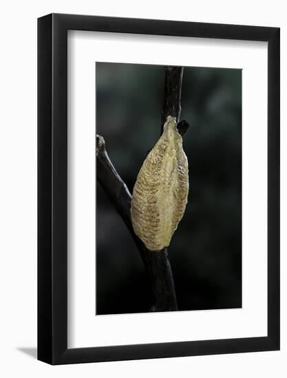 Mantis Religiosa (Praying Mantis) - Recently Laid Ootheca-Paul Starosta-Framed Photographic Print