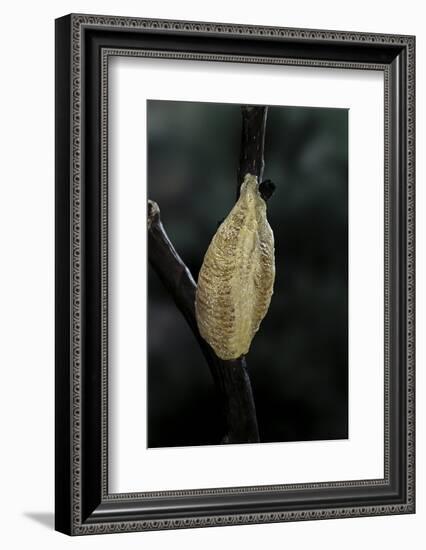 Mantis Religiosa (Praying Mantis) - Recently Laid Ootheca-Paul Starosta-Framed Photographic Print