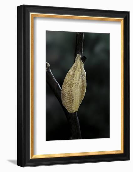 Mantis Religiosa (Praying Mantis) - Recently Laid Ootheca-Paul Starosta-Framed Photographic Print