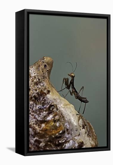 Mantis Religiosa (Praying Mantis) - Very Young Larva on its Egg Case-Paul Starosta-Framed Premier Image Canvas