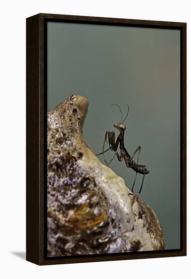 Mantis Religiosa (Praying Mantis) - Very Young Larva on its Egg Case-Paul Starosta-Framed Premier Image Canvas