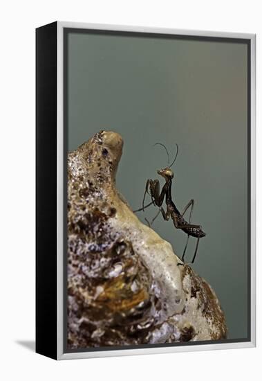 Mantis Religiosa (Praying Mantis) - Very Young Larva on its Egg Case-Paul Starosta-Framed Premier Image Canvas
