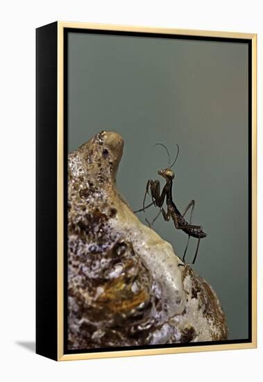 Mantis Religiosa (Praying Mantis) - Very Young Larva on its Egg Case-Paul Starosta-Framed Premier Image Canvas