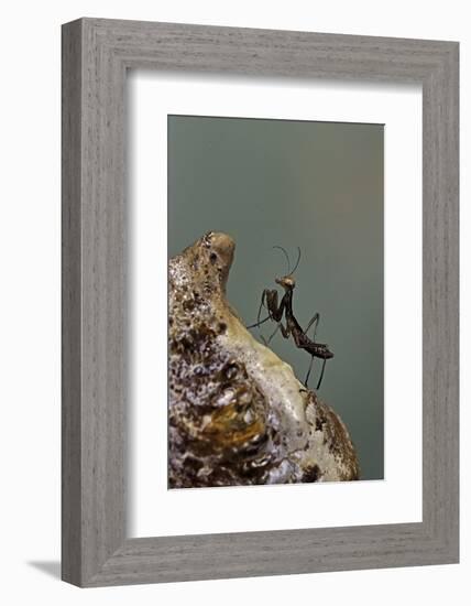 Mantis Religiosa (Praying Mantis) - Very Young Larva on its Egg Case-Paul Starosta-Framed Photographic Print