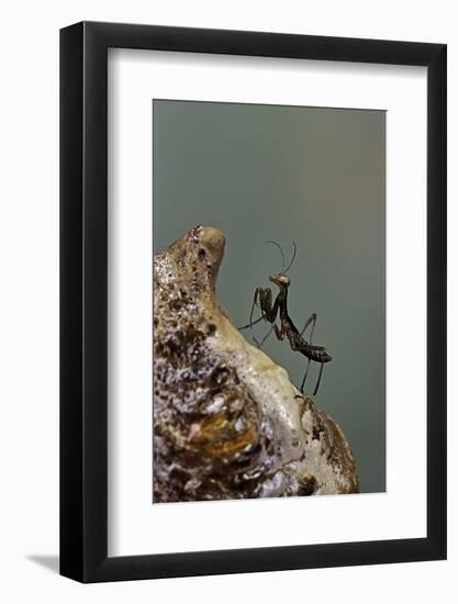 Mantis Religiosa (Praying Mantis) - Very Young Larva on its Egg Case-Paul Starosta-Framed Photographic Print