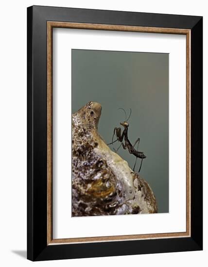 Mantis Religiosa (Praying Mantis) - Very Young Larva on its Egg Case-Paul Starosta-Framed Photographic Print