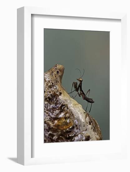 Mantis Religiosa (Praying Mantis) - Very Young Larva on its Egg Case-Paul Starosta-Framed Photographic Print