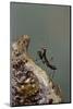 Mantis Religiosa (Praying Mantis) - Very Young Larva on its Egg Case-Paul Starosta-Mounted Photographic Print