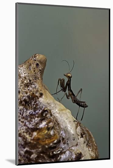 Mantis Religiosa (Praying Mantis) - Very Young Larva on its Egg Case-Paul Starosta-Mounted Photographic Print