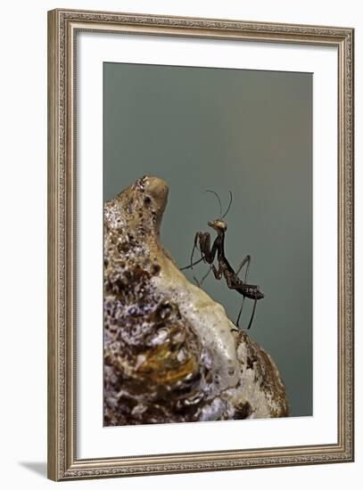 Mantis Religiosa (Praying Mantis) - Very Young Larva on its Egg Case-Paul Starosta-Framed Photographic Print