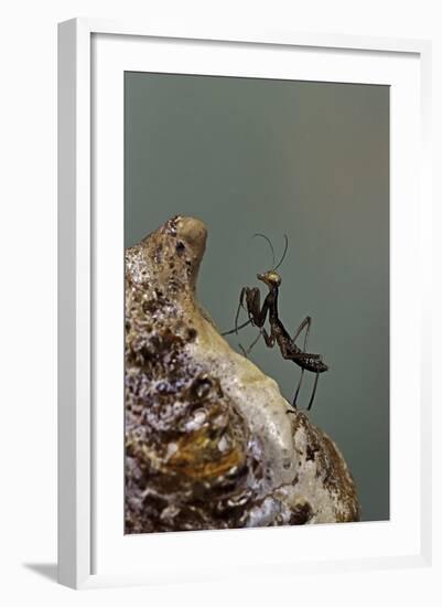 Mantis Religiosa (Praying Mantis) - Very Young Larva on its Egg Case-Paul Starosta-Framed Photographic Print