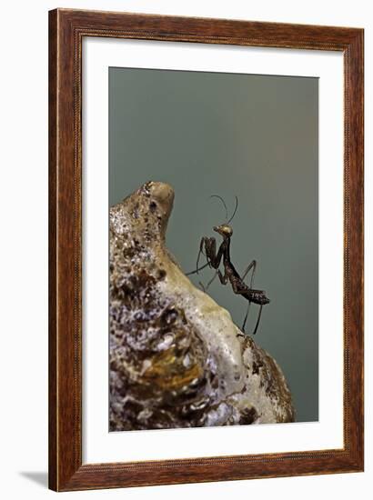 Mantis Religiosa (Praying Mantis) - Very Young Larva on its Egg Case-Paul Starosta-Framed Photographic Print