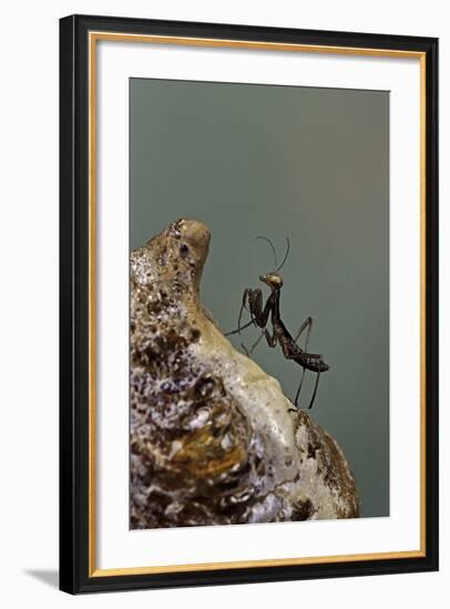 Mantis Religiosa (Praying Mantis) - Very Young Larva on its Egg Case-Paul Starosta-Framed Photographic Print