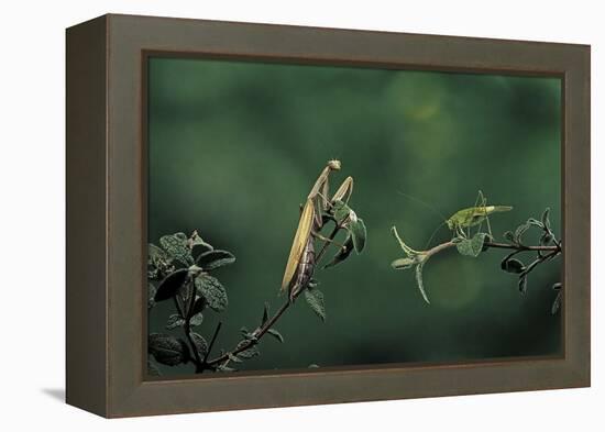 Mantis Religiosa (Praying Mantis) - Watching its Prey-Paul Starosta-Framed Premier Image Canvas