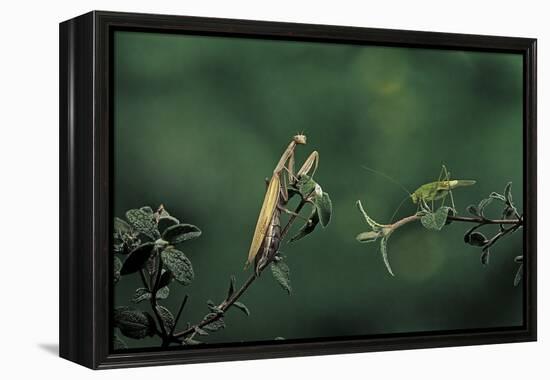 Mantis Religiosa (Praying Mantis) - Watching its Prey-Paul Starosta-Framed Premier Image Canvas
