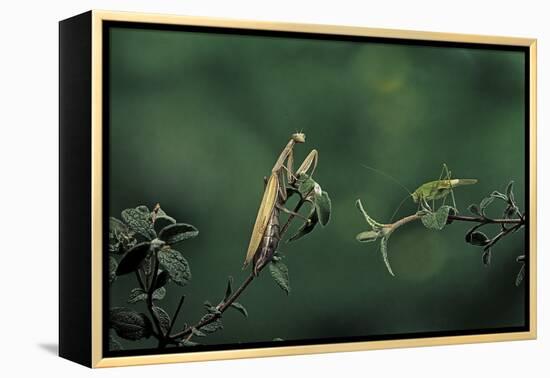 Mantis Religiosa (Praying Mantis) - Watching its Prey-Paul Starosta-Framed Premier Image Canvas