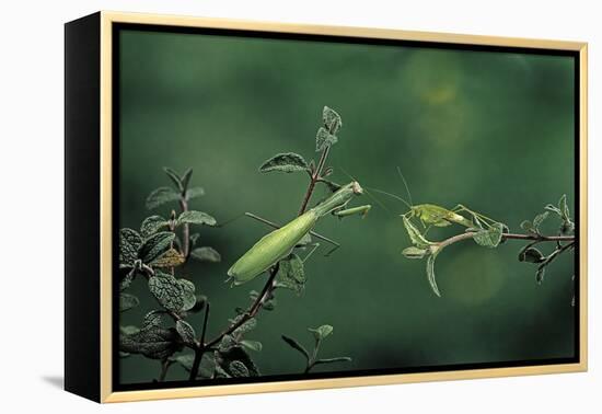 Mantis Religiosa (Praying Mantis) - Watching its Prey-Paul Starosta-Framed Premier Image Canvas