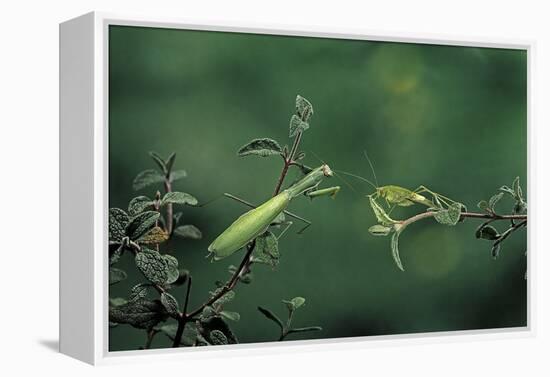 Mantis Religiosa (Praying Mantis) - Watching its Prey-Paul Starosta-Framed Premier Image Canvas