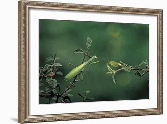 Mantis Religiosa (Praying Mantis) - Watching its Prey-Paul Starosta-Framed Photographic Print