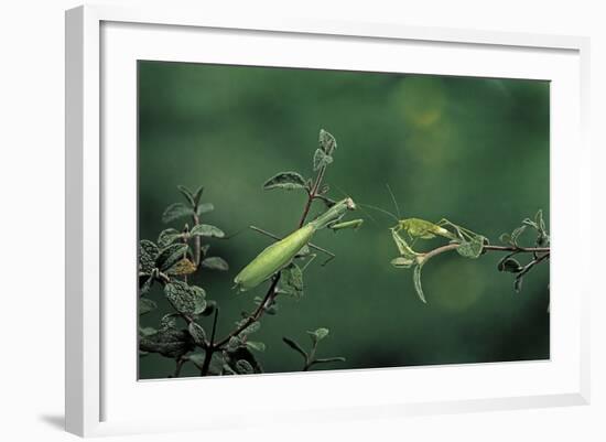 Mantis Religiosa (Praying Mantis) - Watching its Prey-Paul Starosta-Framed Photographic Print