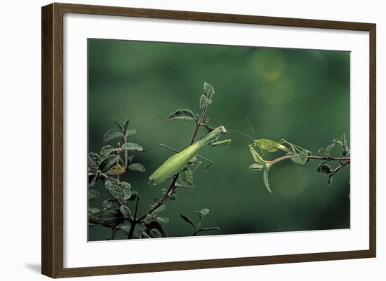 Mantis Religiosa (Praying Mantis) - Watching its Prey-Paul Starosta-Framed Photographic Print