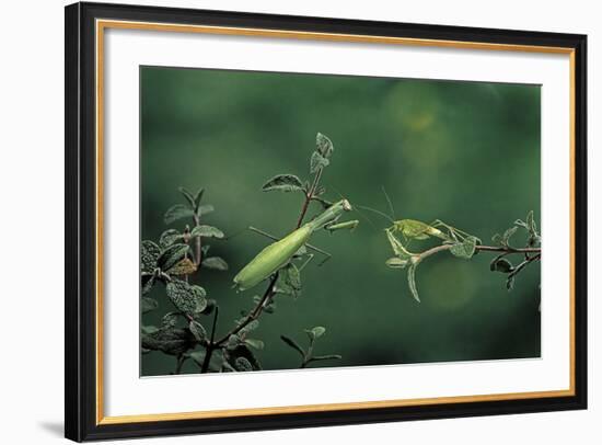 Mantis Religiosa (Praying Mantis) - Watching its Prey-Paul Starosta-Framed Photographic Print