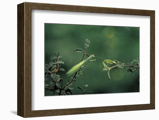 Mantis Religiosa (Praying Mantis) - Watching its Prey-Paul Starosta-Framed Photographic Print