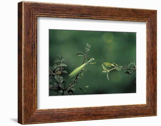 Mantis Religiosa (Praying Mantis) - Watching its Prey-Paul Starosta-Framed Photographic Print