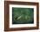 Mantis Religiosa (Praying Mantis) - Watching its Prey-Paul Starosta-Framed Photographic Print