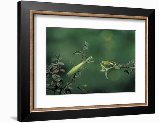 Mantis Religiosa (Praying Mantis) - Watching its Prey-Paul Starosta-Framed Photographic Print