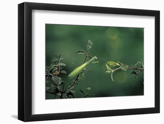 Mantis Religiosa (Praying Mantis) - Watching its Prey-Paul Starosta-Framed Photographic Print