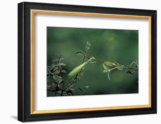 Mantis Religiosa (Praying Mantis) - Watching its Prey-Paul Starosta-Framed Photographic Print