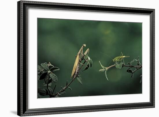 Mantis Religiosa (Praying Mantis) - Watching its Prey-Paul Starosta-Framed Photographic Print