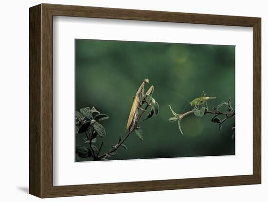 Mantis Religiosa (Praying Mantis) - Watching its Prey-Paul Starosta-Framed Photographic Print