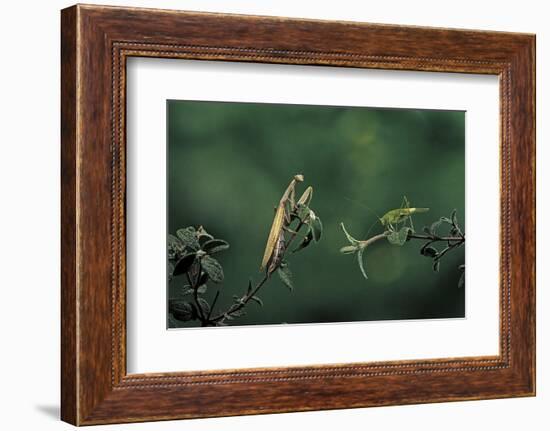 Mantis Religiosa (Praying Mantis) - Watching its Prey-Paul Starosta-Framed Photographic Print