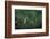 Mantis Religiosa (Praying Mantis) - Watching its Prey-Paul Starosta-Framed Photographic Print