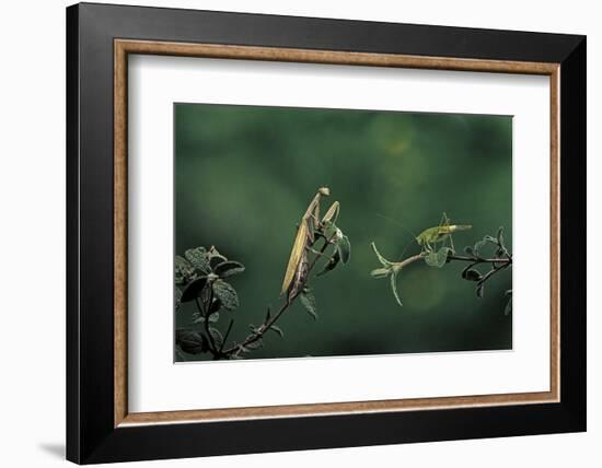 Mantis Religiosa (Praying Mantis) - Watching its Prey-Paul Starosta-Framed Photographic Print