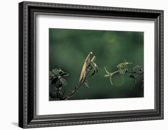 Mantis Religiosa (Praying Mantis) - Watching its Prey-Paul Starosta-Framed Photographic Print