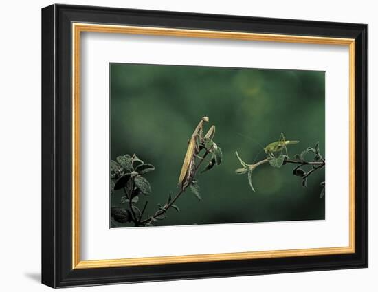 Mantis Religiosa (Praying Mantis) - Watching its Prey-Paul Starosta-Framed Photographic Print