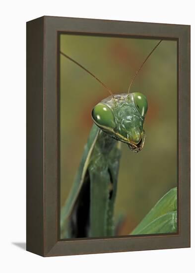 Mantis Religiosa (Praying Mantis) --Paul Starosta-Framed Premier Image Canvas