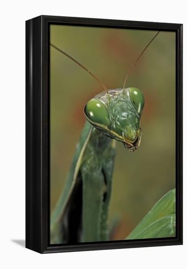 Mantis Religiosa (Praying Mantis) --Paul Starosta-Framed Premier Image Canvas