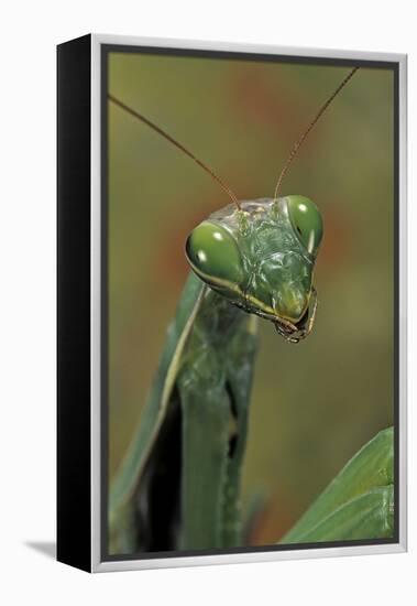 Mantis Religiosa (Praying Mantis) --Paul Starosta-Framed Premier Image Canvas